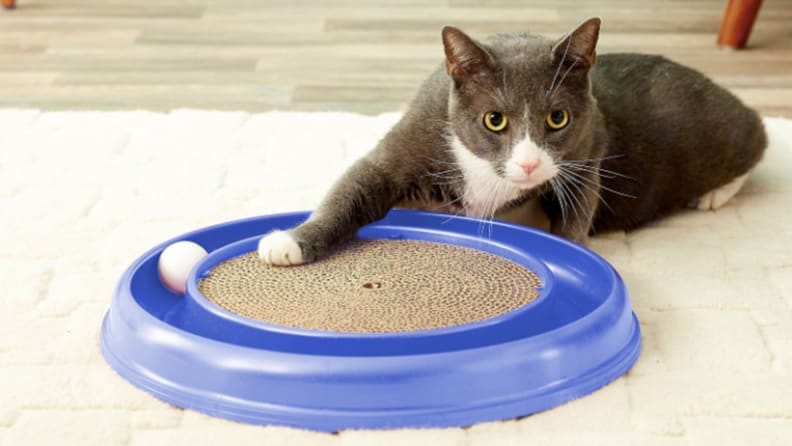 jumping cat toy